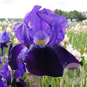 Iris (G) 'Joanna' GM P9