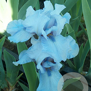 Iris (G) 'Lent A. Williamson' GM P9