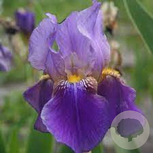 Iris (G) 'Lent A. Williamson' GM P9