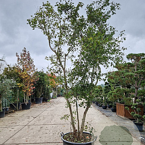 Acer palmatum 350-400 cm container meerstammig