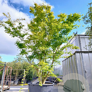 Acer palmatum 450-500 cm container solitair