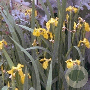 Iris pseudacorus GM P9