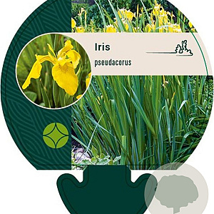 Iris pseudacorus GM P9