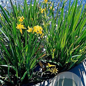 Iris pseudacorus GM P9
