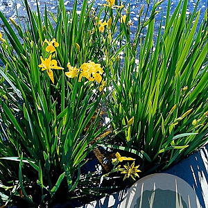 Iris pseudacorus GM P9