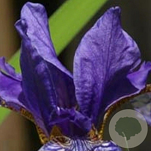 Iris sibirica GM P9