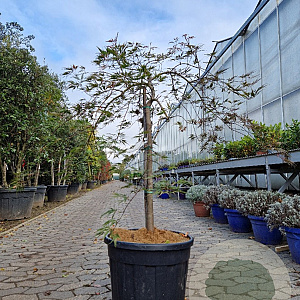 Acer pal. 'Garnet' 70 cm stam container kroon 125-150