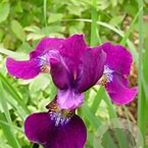 Iris sibirica 'Red Flair' GM P9