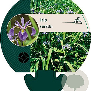 Iris versicolor GM P9