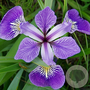 Iris versicolor GM P9