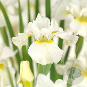 Iris (G) 'White Knight' GM P9