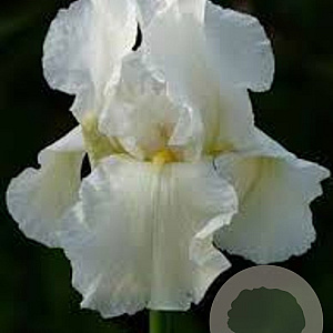 Iris (G) 'White Knight' GM P9