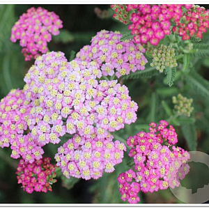 Achillea 'Summer Pastels' GM P9