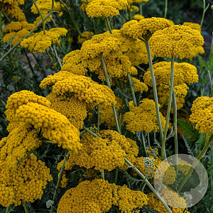 Achillea filipendulina 'Parkers Variety' GM P9