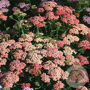 Achillea millefolium 'Apricot Delight' GM P9