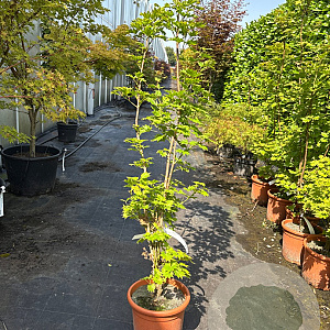 Acer shirasawanum 'Aureum' 100-125 cm 15L