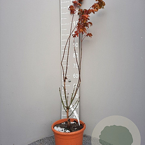 Acer shirasawanum 'Aureum' 125-150 cm 15L