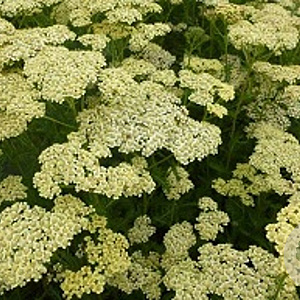 Achillea millefolium 'Hoffnung' GM P9