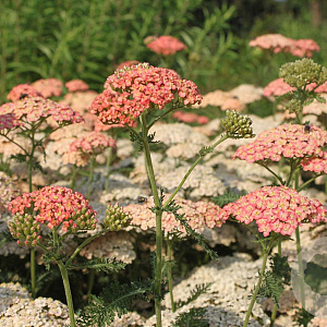 Achillea millefolium 'LachsschÃ¶nheit' GM P9