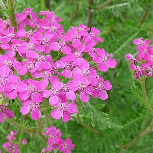 Achillea millefolium 'Lilac Beauty' GM P9
