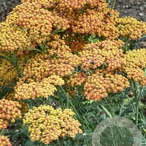 Achillea millefolium 'Safran' GM P9