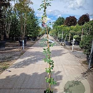 Akebia quinata 150-175 cm 5,0L