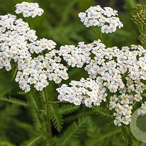 Achillea millefolium 'Schneetaler' GM P9