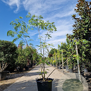 Albizia julibrissin 175-200 cm container meerstammig
