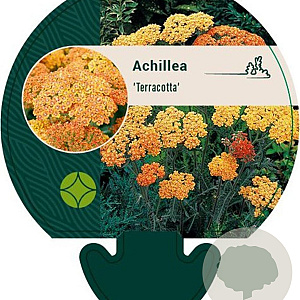 Achillea millefolium 'Terracotta' GM P9