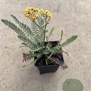 Achillea millefolium 'Terracotta' GM P9