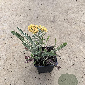 Achillea millefolium 'Terracotta' GM P9