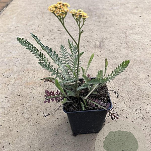 Achillea millefolium 'Terracotta' GM P9