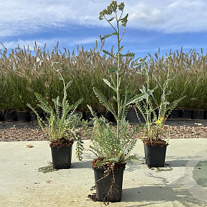 Achillea millefolium 'Terracotta' GM P9