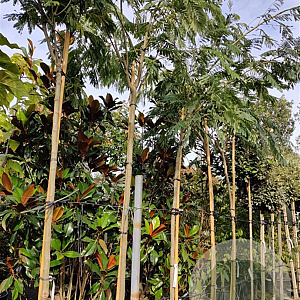 Albizia julibrissin 200 cm stam container 10-12 lei 150x120