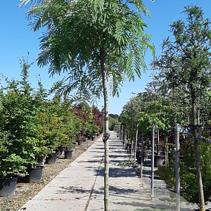 Albizia julibrissin 200 cm stam container 14-16 hoge lei