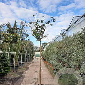 Albizia julibrissin 200 cm stam container 16-18 leiboom