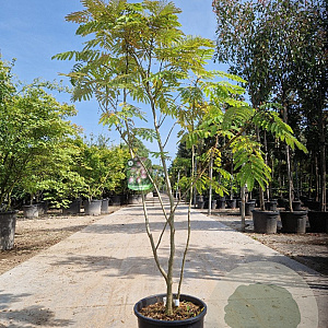 Albizia julibr. Ombrella 150-175 cm 15L