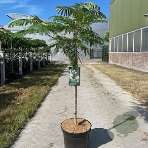 Albizia julibr. Ombrella 175-200 cm 15L stam
