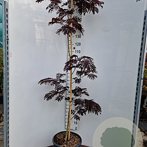 Albizia julibr. 'Summer Chocolate' 200-250 cm 15L