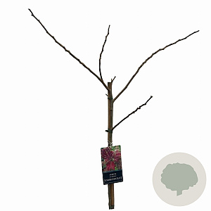 Albizia julibr. 'Summer Chocolate' 120 cm stam 10L