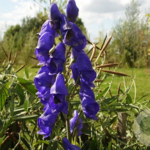 Aconitum henryi 'Spark' GM P9