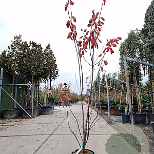 Amelanchier canadensis 200-250 cm 15L