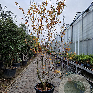 Amelanchier can. 'October Flame' 250-300 cm cont. 90L meerstammig
