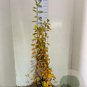 Amelanchier lamarckii 100-125 cm met kluit