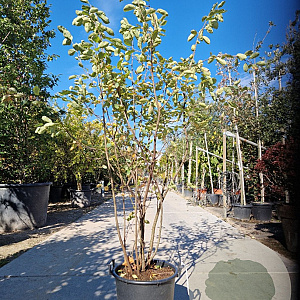 Amelanchier lamarckii 175-200 cm 30L