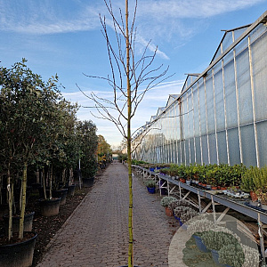 Amelanchier lamarckii 10-12 HO 40L