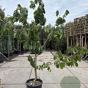 Asimina triloba 200-250 cm 50L