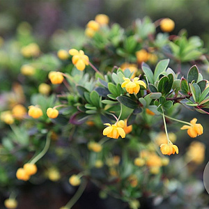 Berberis buxifolia 'Nana' 15 cm 2,0L
