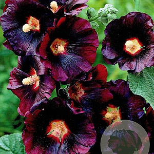 Alcea rosea 'Nigra' GM P9