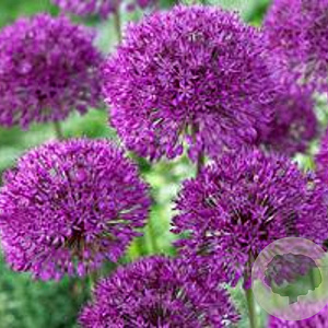 Allium aflatunense 'Purple Sensation' GM P9